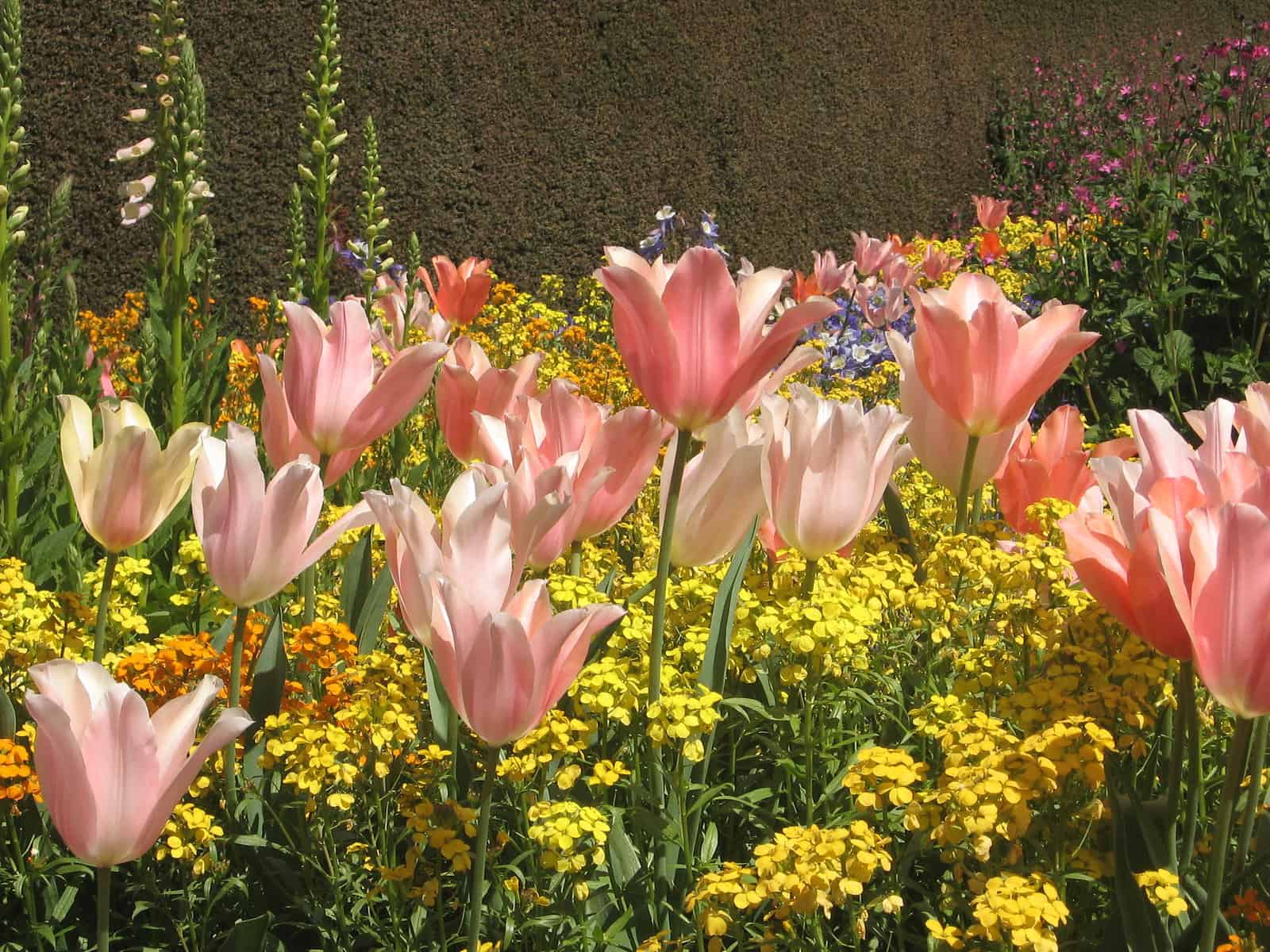 A bed of vibrant tulips, perfect for a cutting garden.