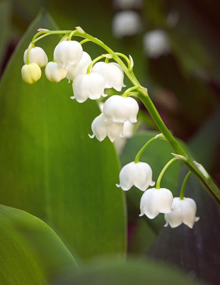 Easy Ground Cover Plants for an Urban Shade Garden Project | PITH ...