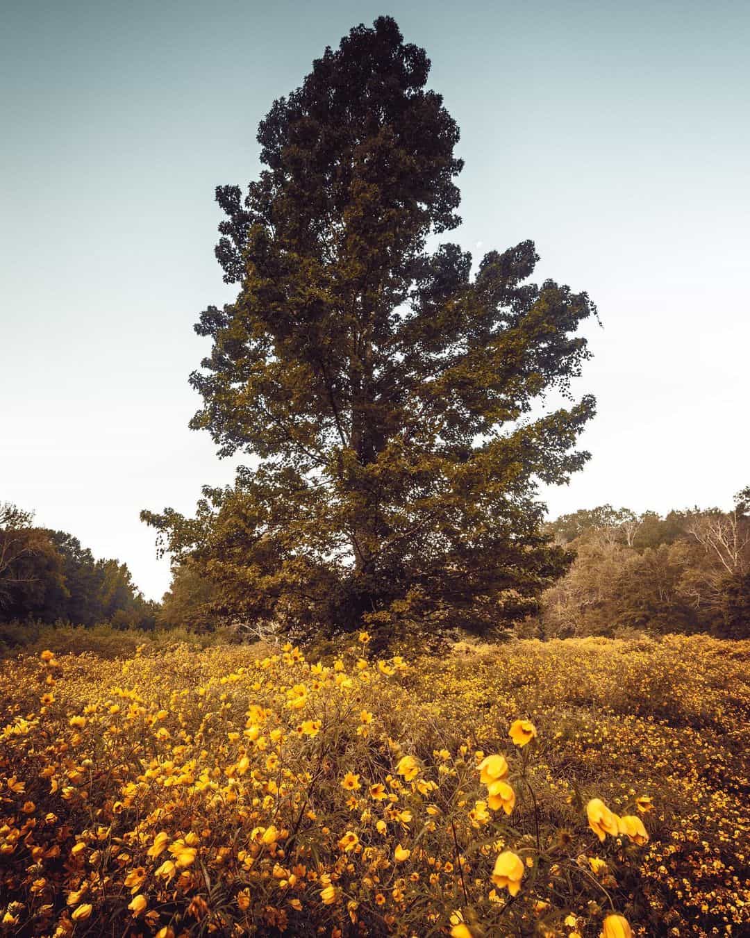liquidambar tree by @kennythatcherphoto