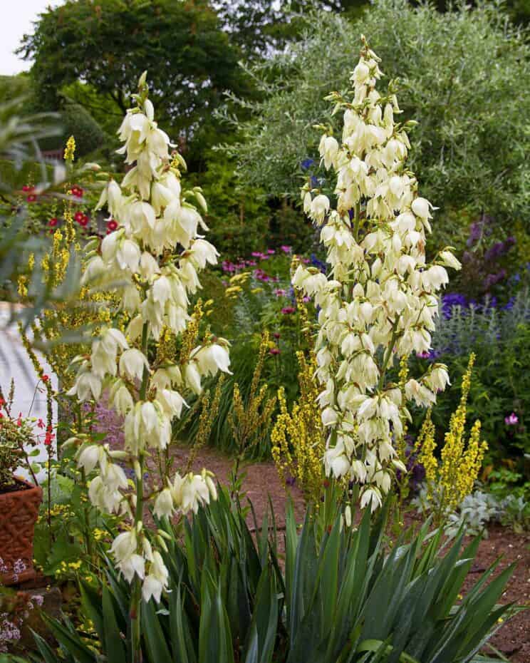 Why NOT plant more Blue Adam's Needle (Yucca filamentosa)? | PITH ...