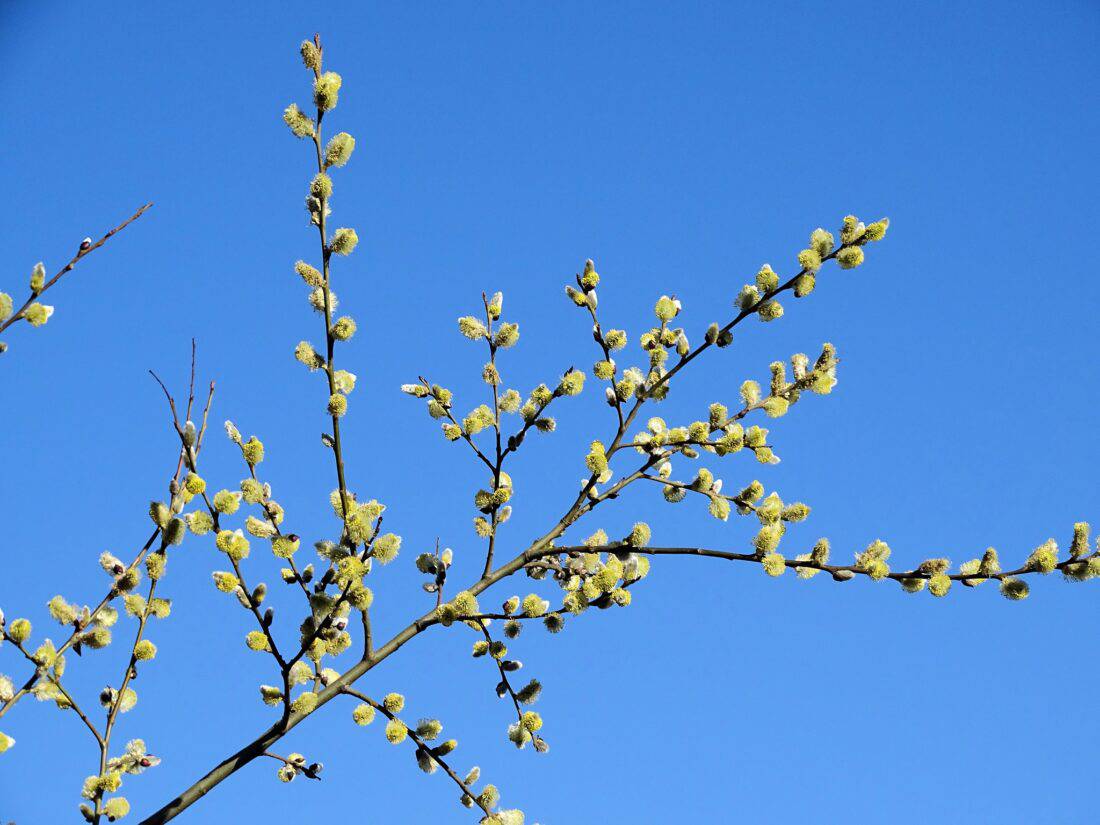 Male Pussy willow catkins