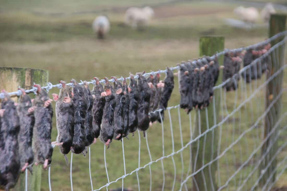 dead moles on a fence - a yorkshire enlgnad tradition