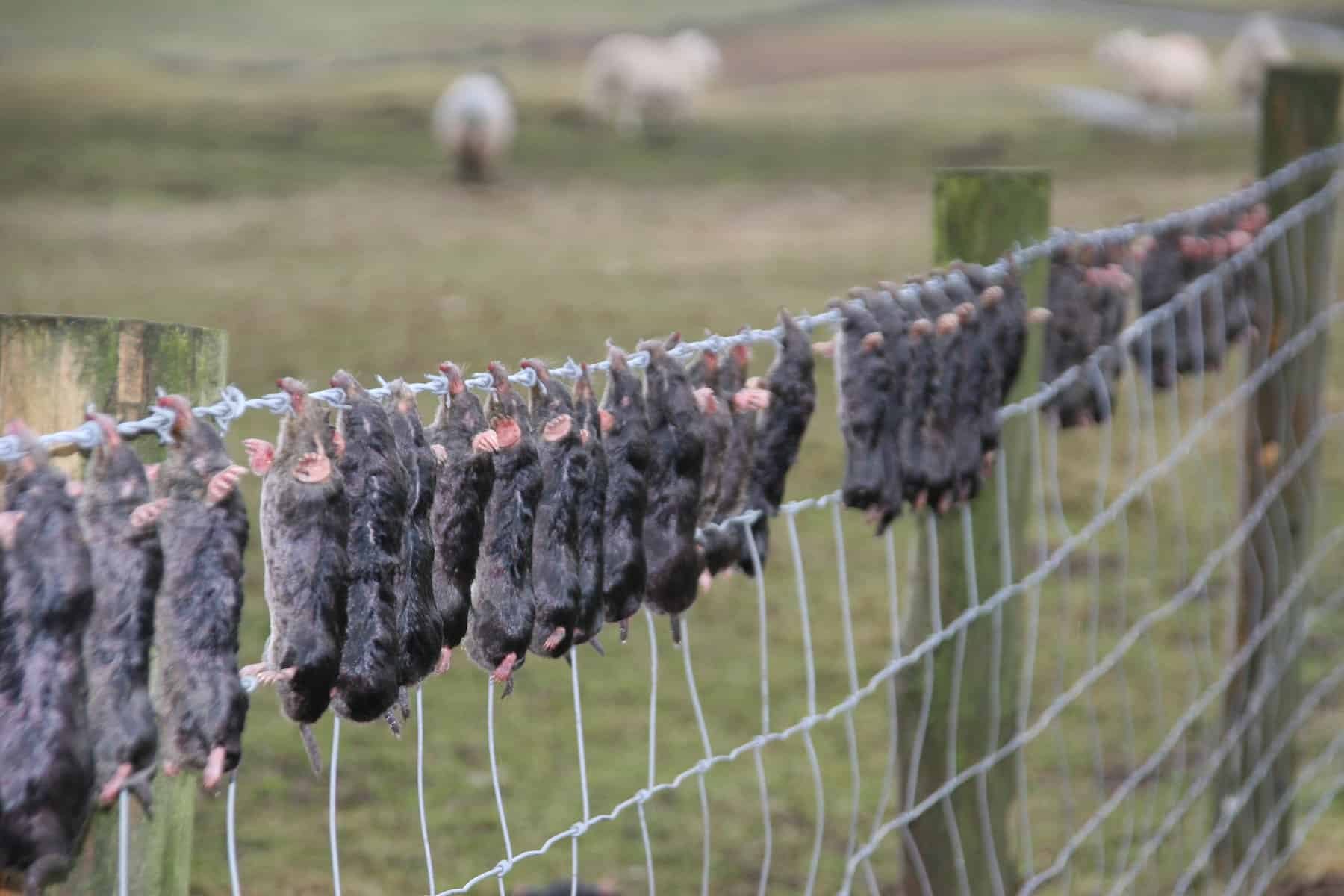 dead moles on a fence in yorkshire
