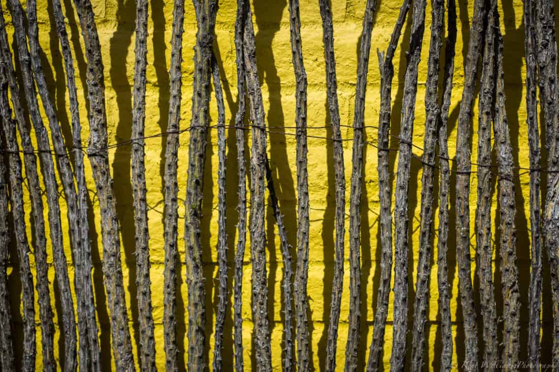 ocotillo fencing panel on a yellow background