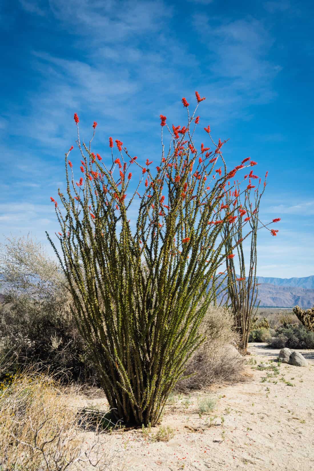 blooming ocotillo near san diego 