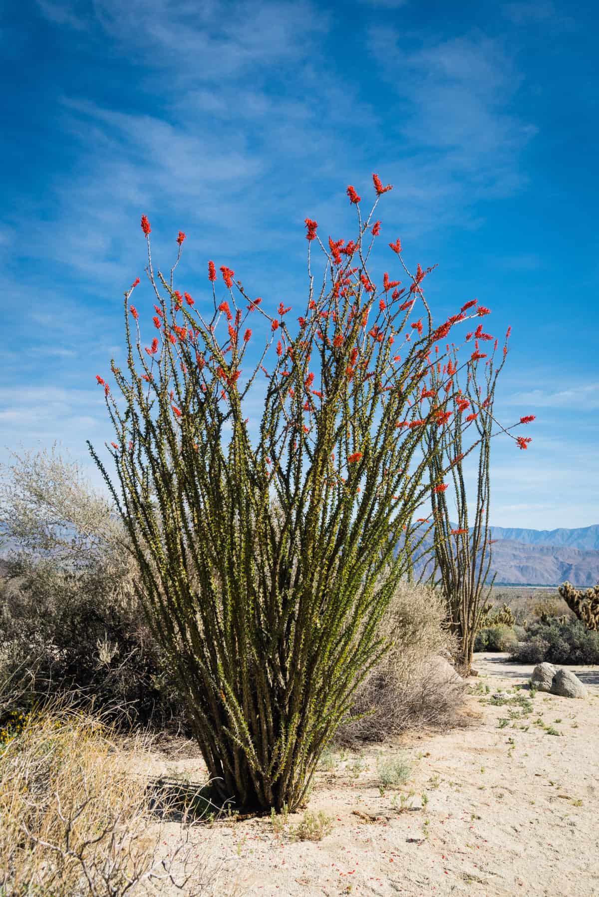 ocotillo plant blooming in the desert