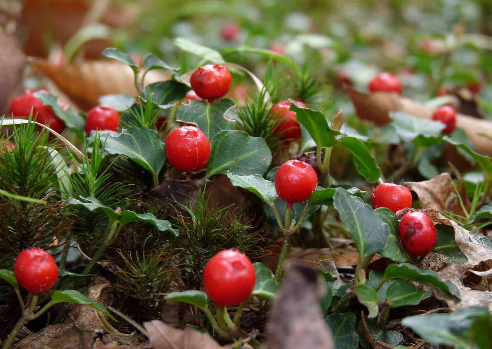 partridgeberry groundcover plant