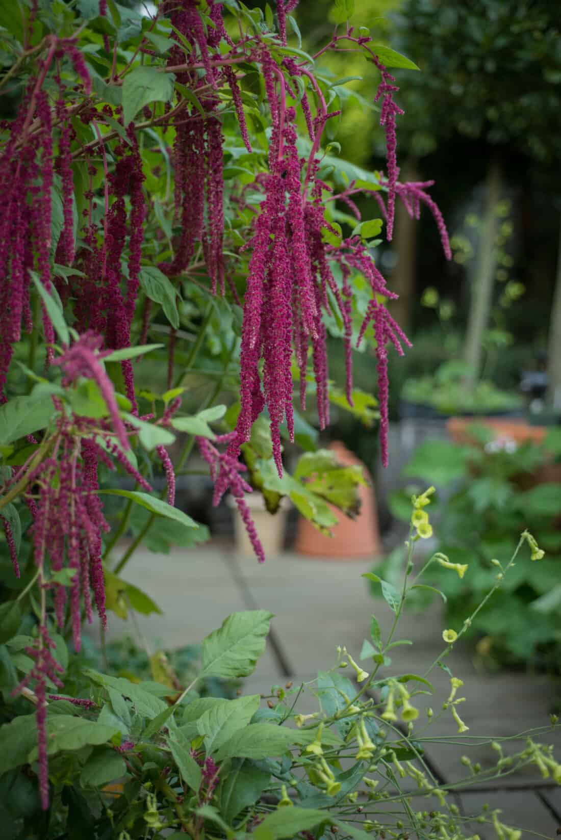 Long, hanging clusters of vibrant purple flowers contrast with green foliage in a garden, with blurred terracotta pots visible in the background.