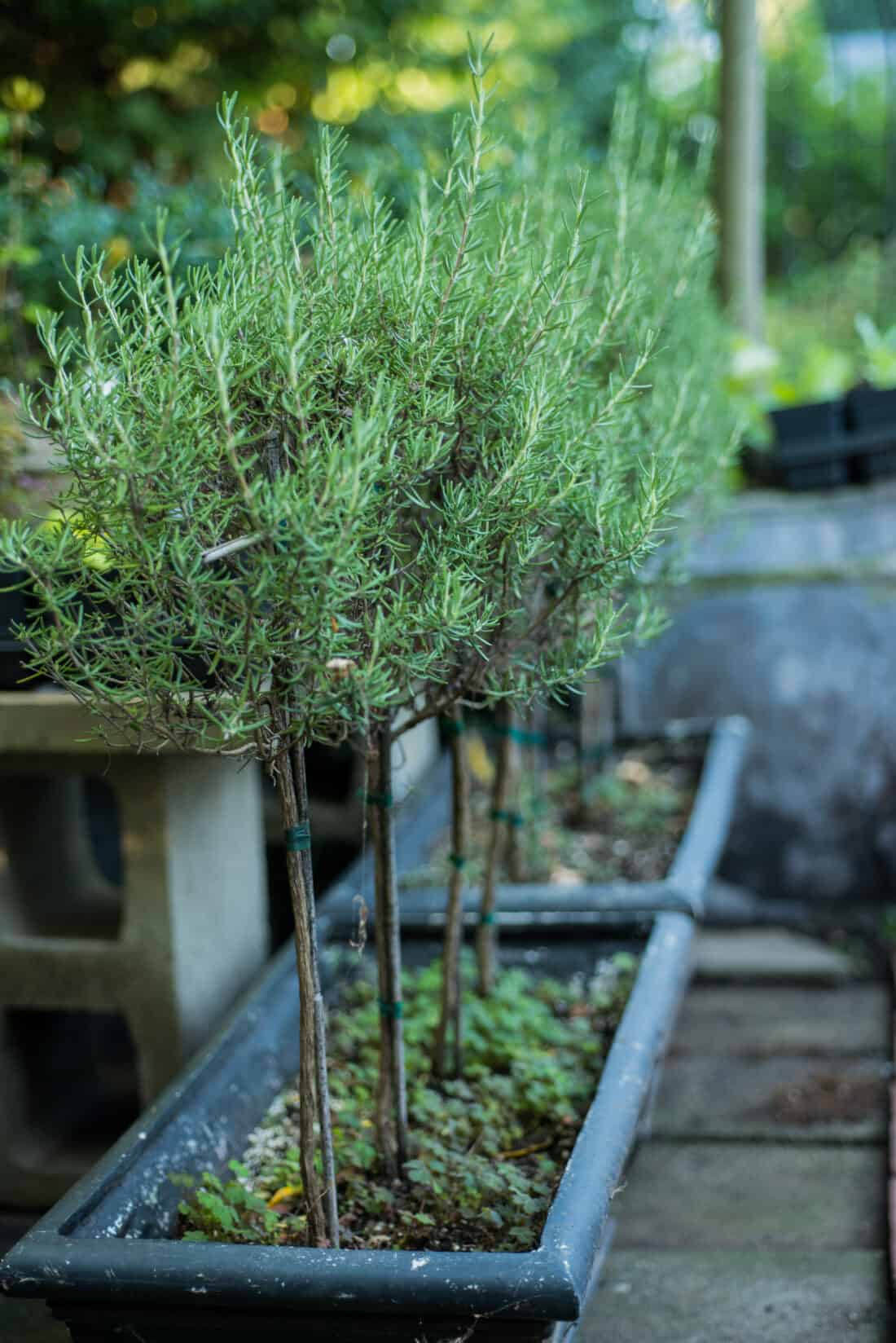 Several potted rosemary plants with dense, needle-like leaves growing in rectangular containers, set in an outdoor garden setting with soft-focused greenery in the background.
