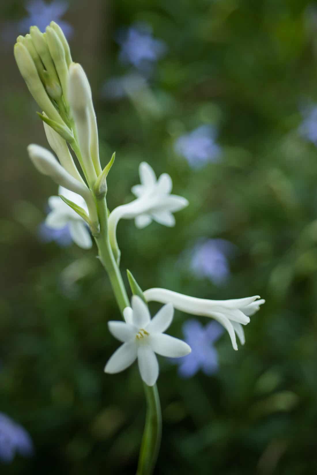 Close-up of a tuberose (polianthes tuberosa) with several open white blooms and unopened buds against a soft-focus background of green foliage and blue flowers.