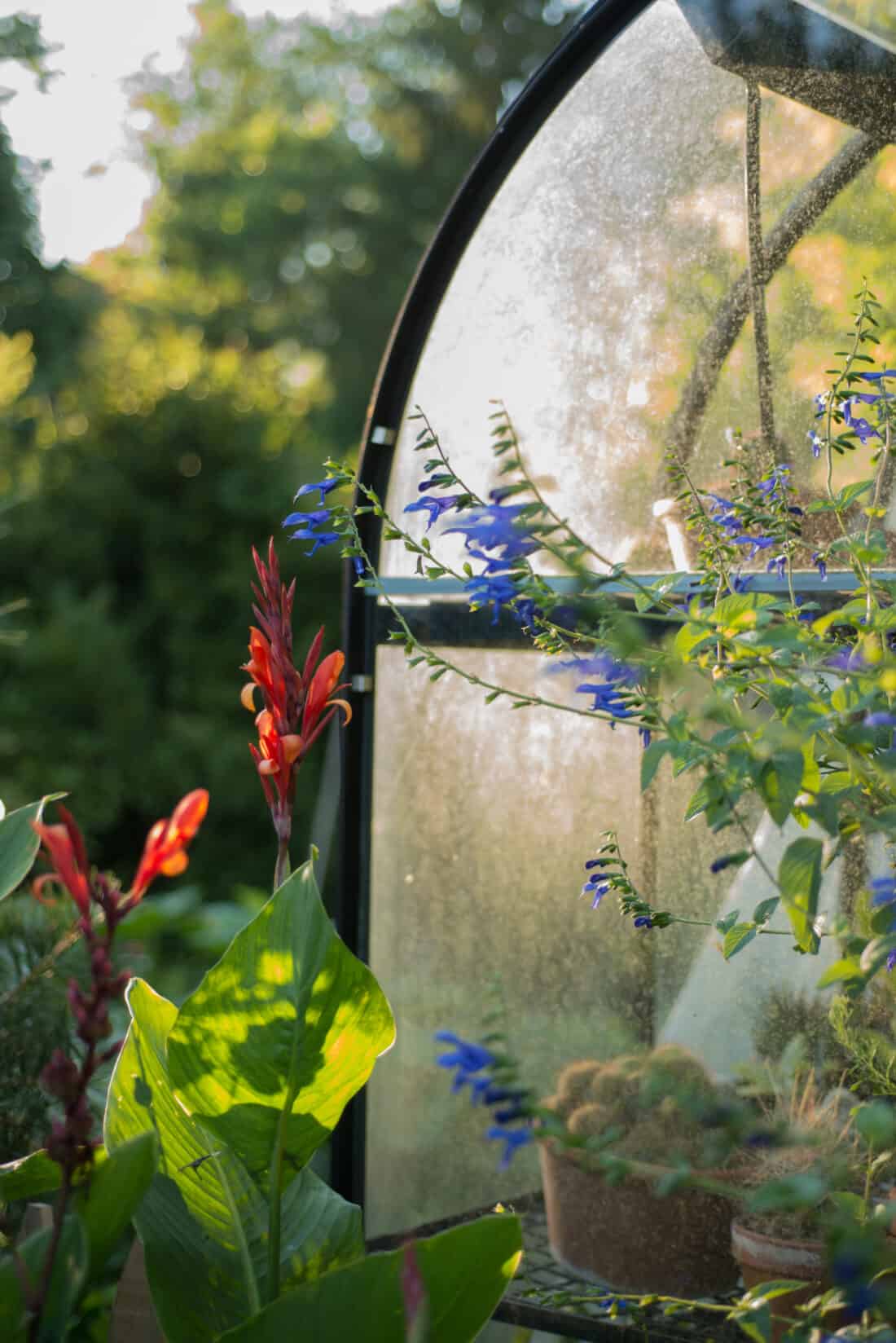 Lush garden plants including tall red and smaller blue flowers, with large green leaves, beautifully illuminated by sunlight beside a misted glass garden dome.