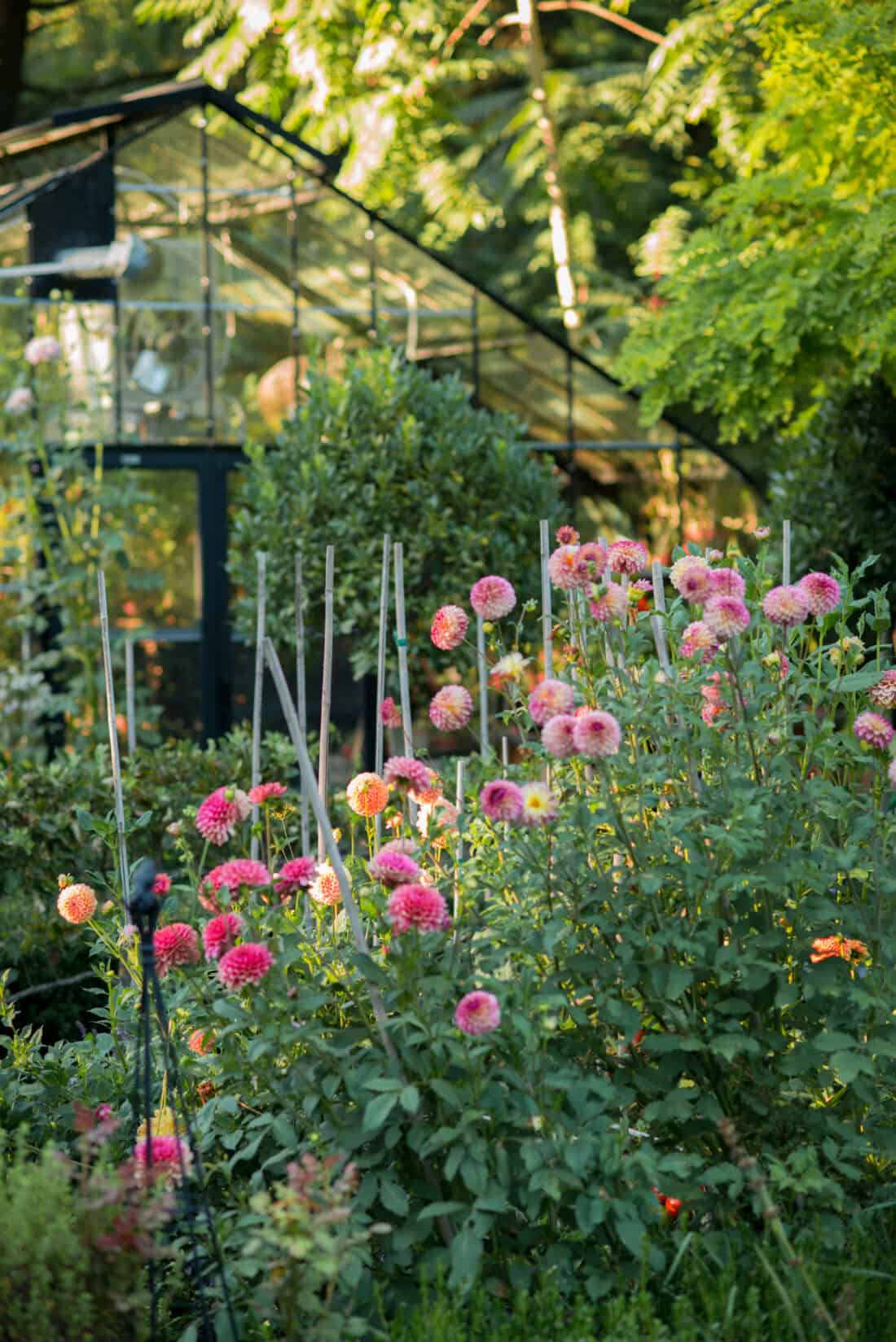 A lush garden filled with vibrant pink dahlia flowers in full bloom, with tall greenery and a glass greenhouse visible in the background.