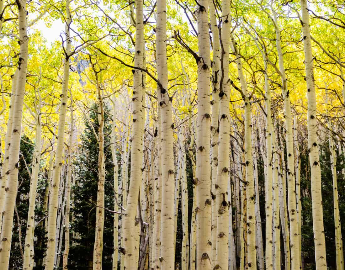  long, straight stems, of Aspen trees have as they grow well in a tightly packed grove.  