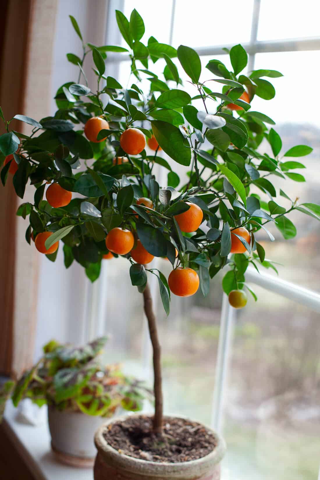 a citrus tree growing in a pot in a window