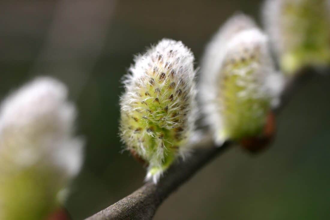 Pussy willow catkins in the early furry stage