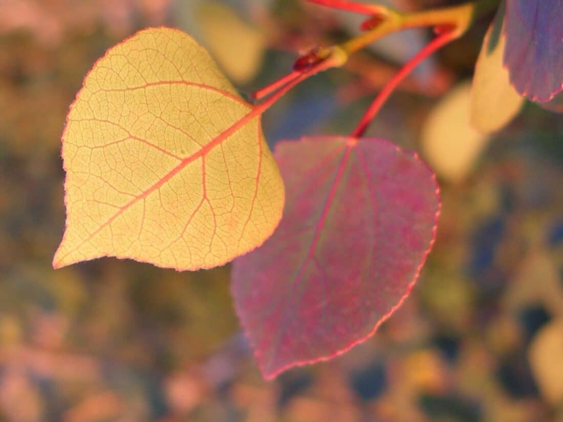 pink and yellow Quaking aspen leaves