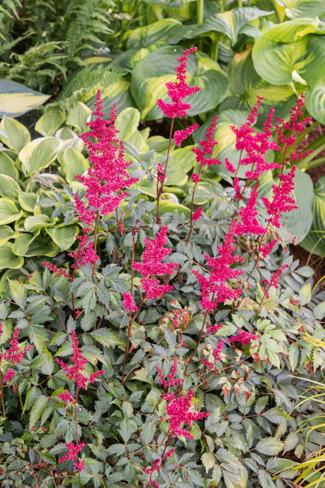 red astilbe in a shade garden with hostas