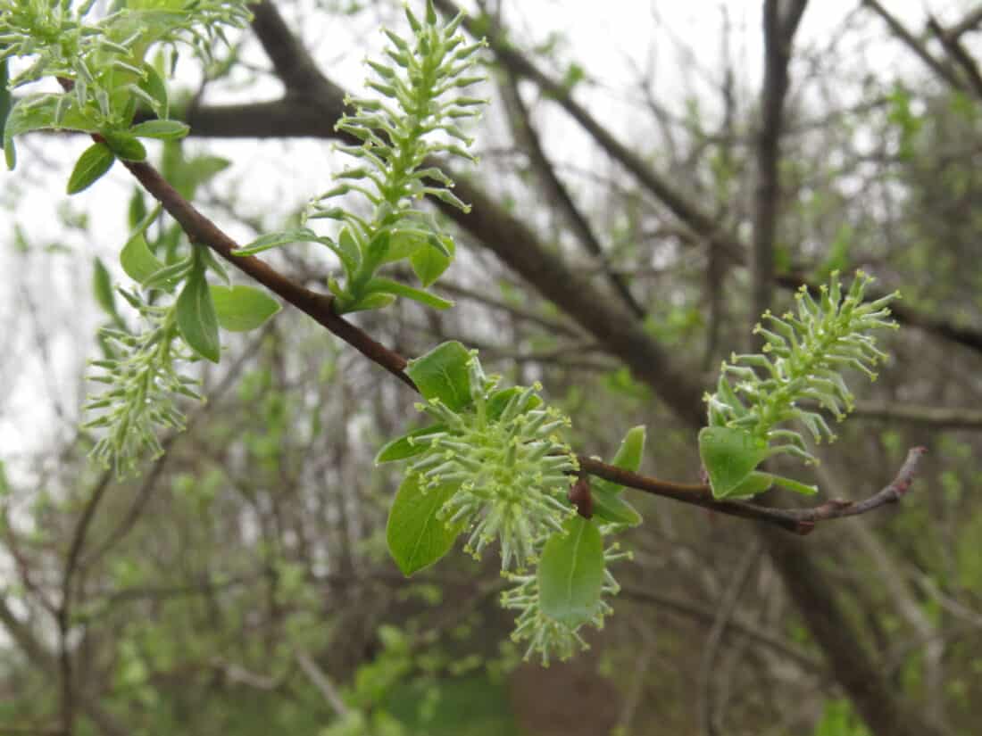Salix discolor leaves emerging