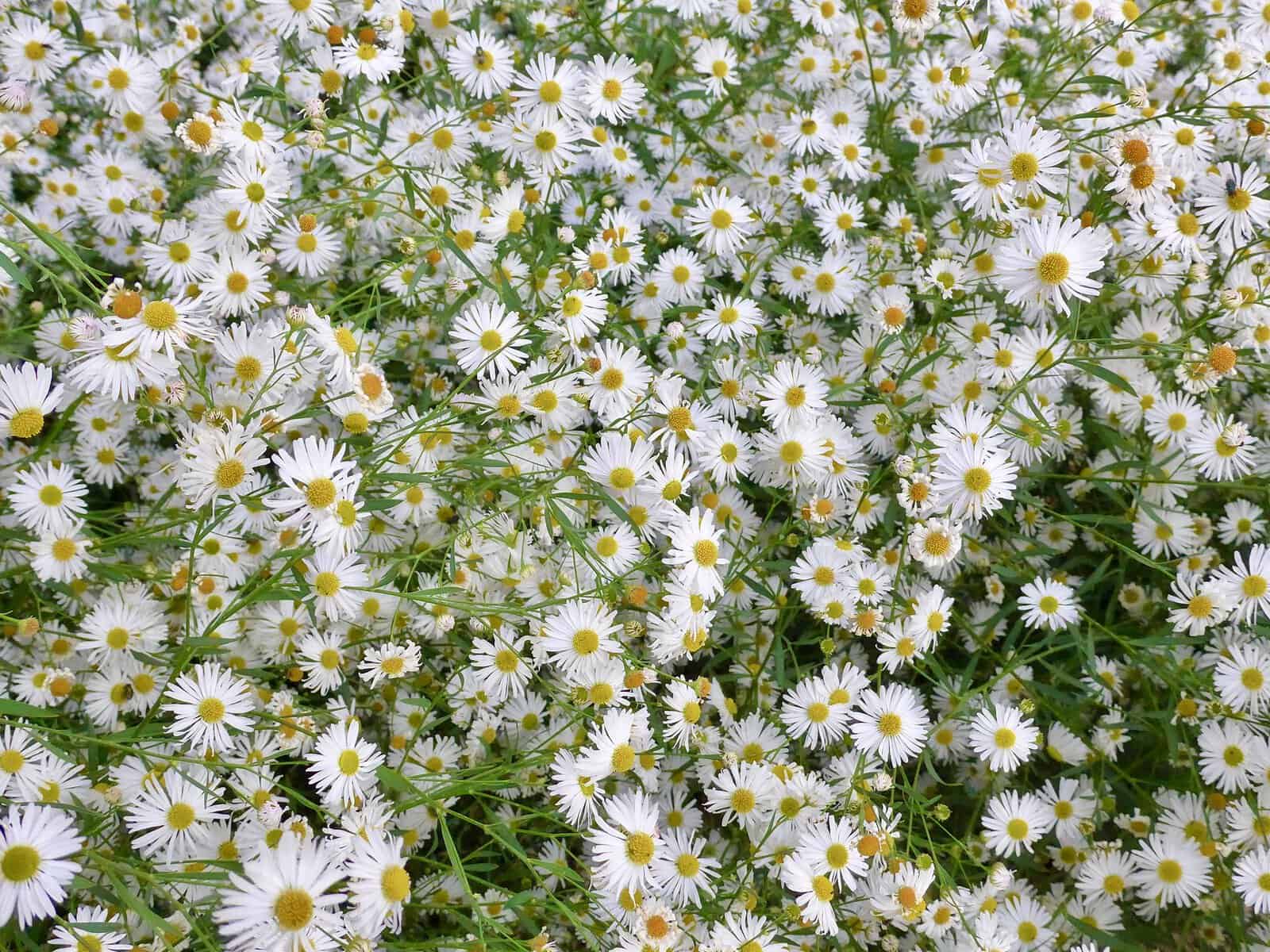 A close up of white aster ericoides in a field.