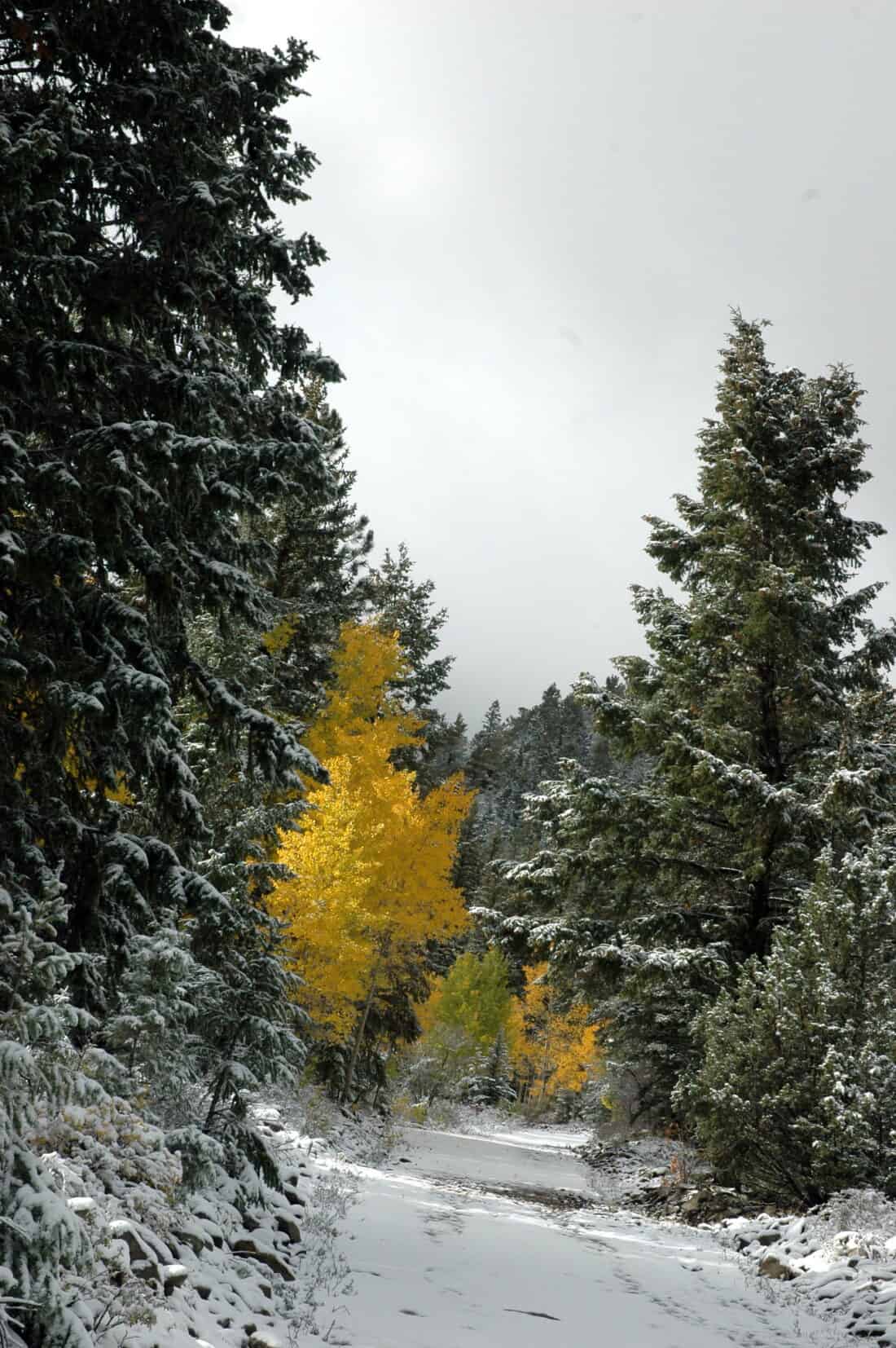 yellow aspen trees in a wooded snowy landscape