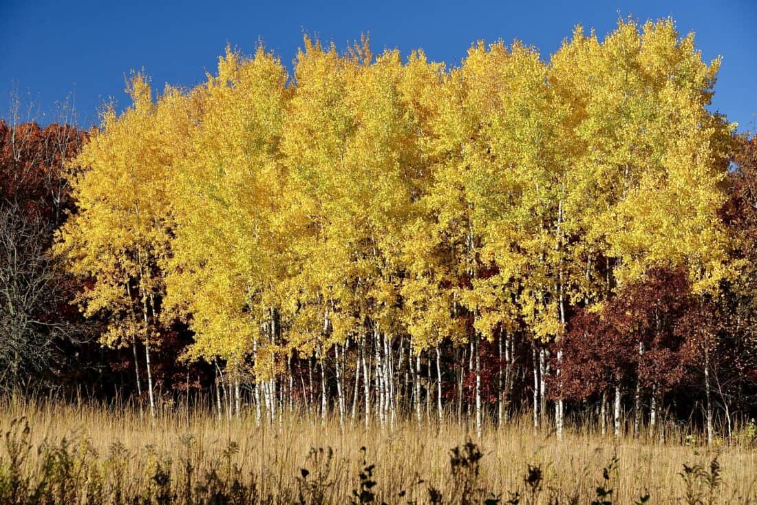 a stand of quaking aspen trees with yellow leaves