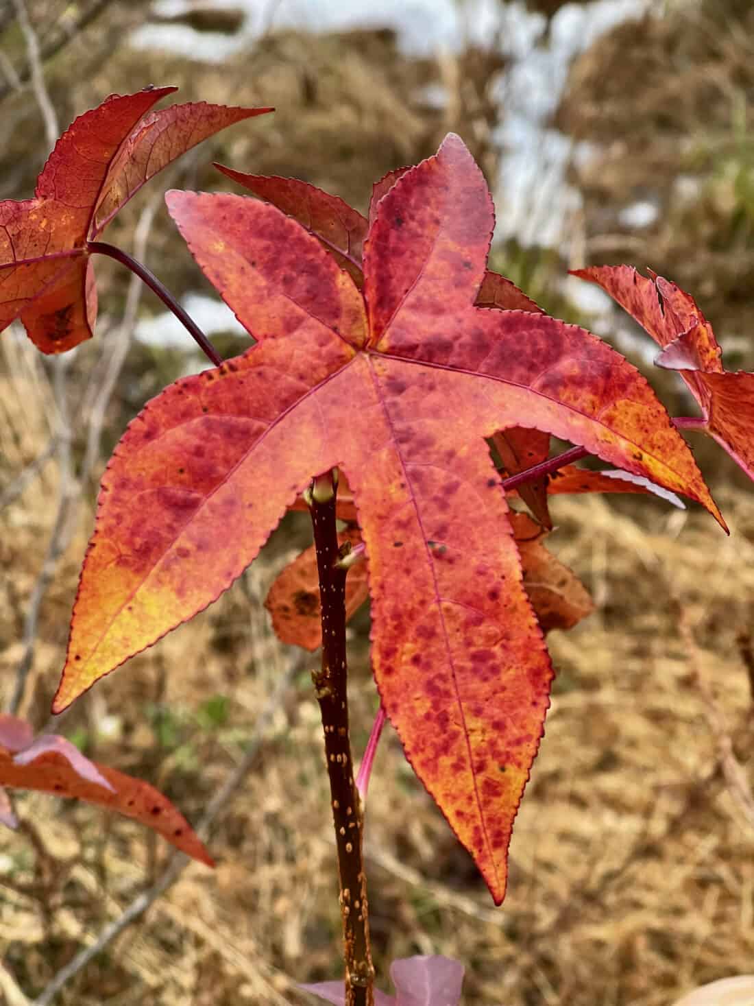 The distinctive star-shaped leaf of sweetgum tree