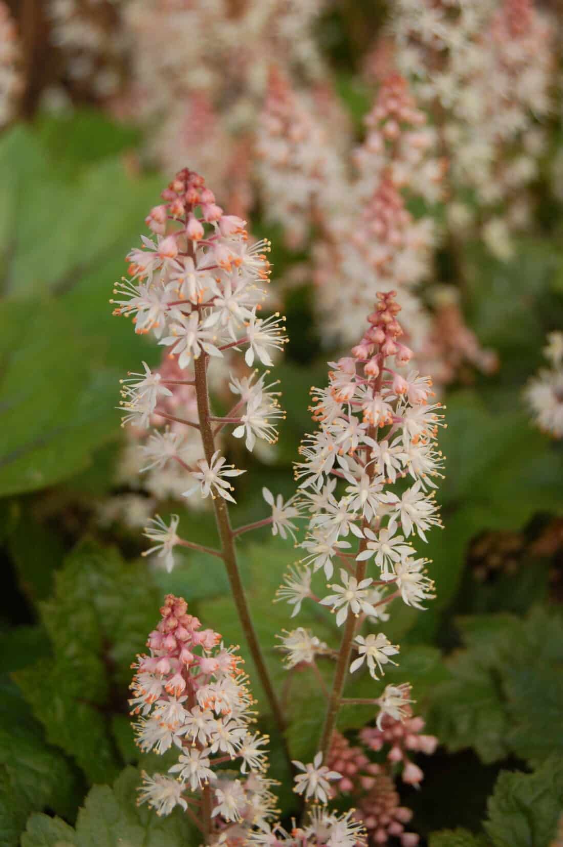 tiarella flowers for shady ground cover