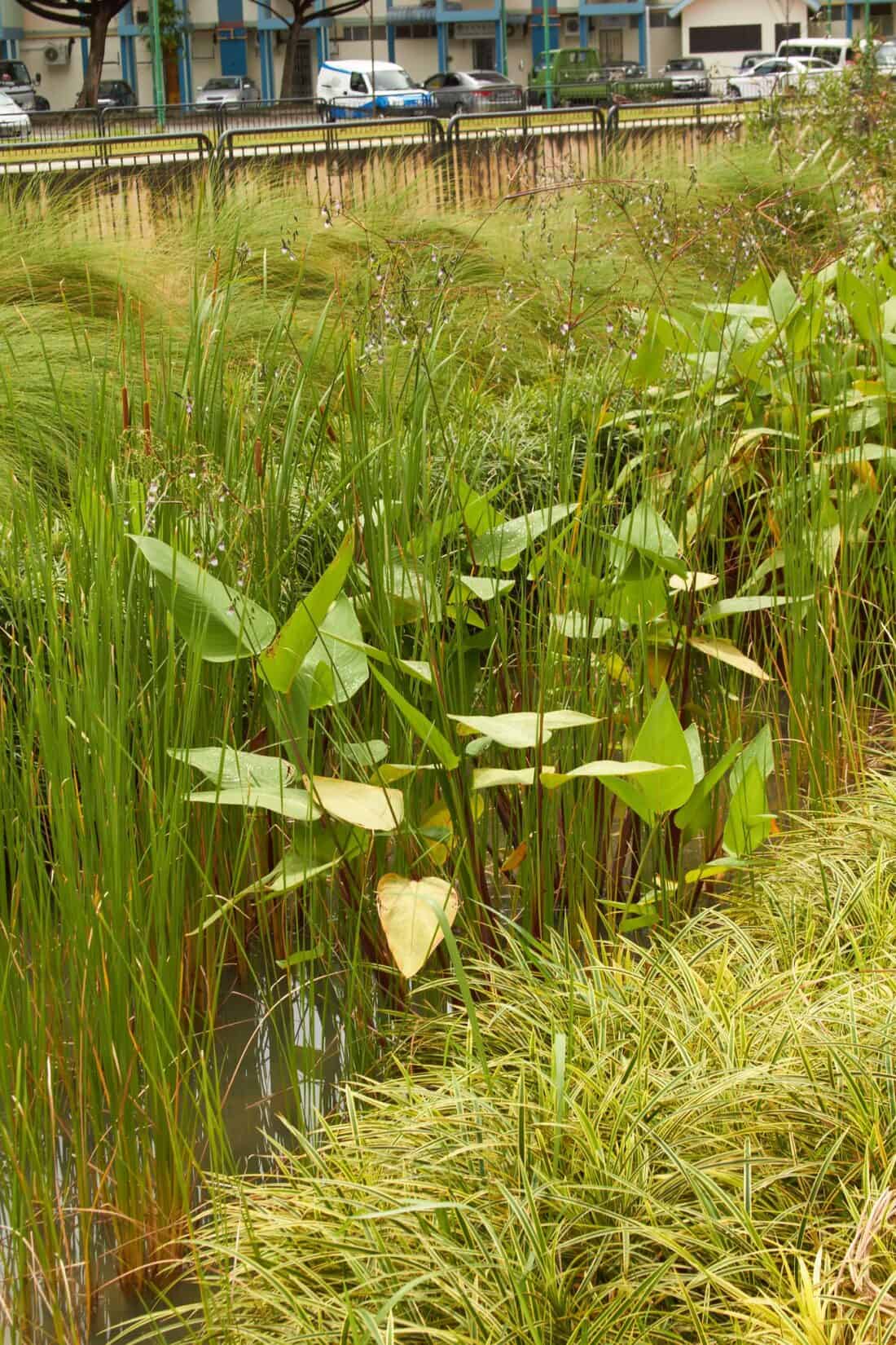 an urban rain garden full of water