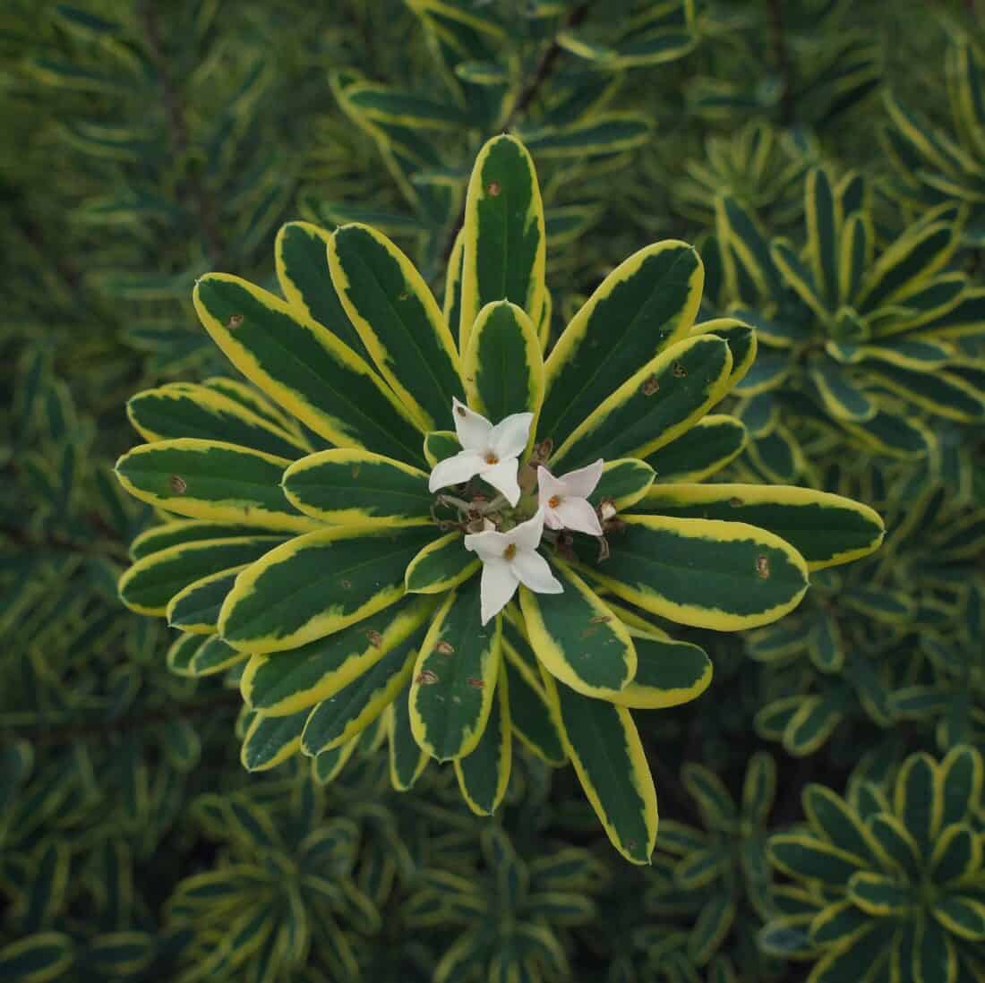 variegated daphne