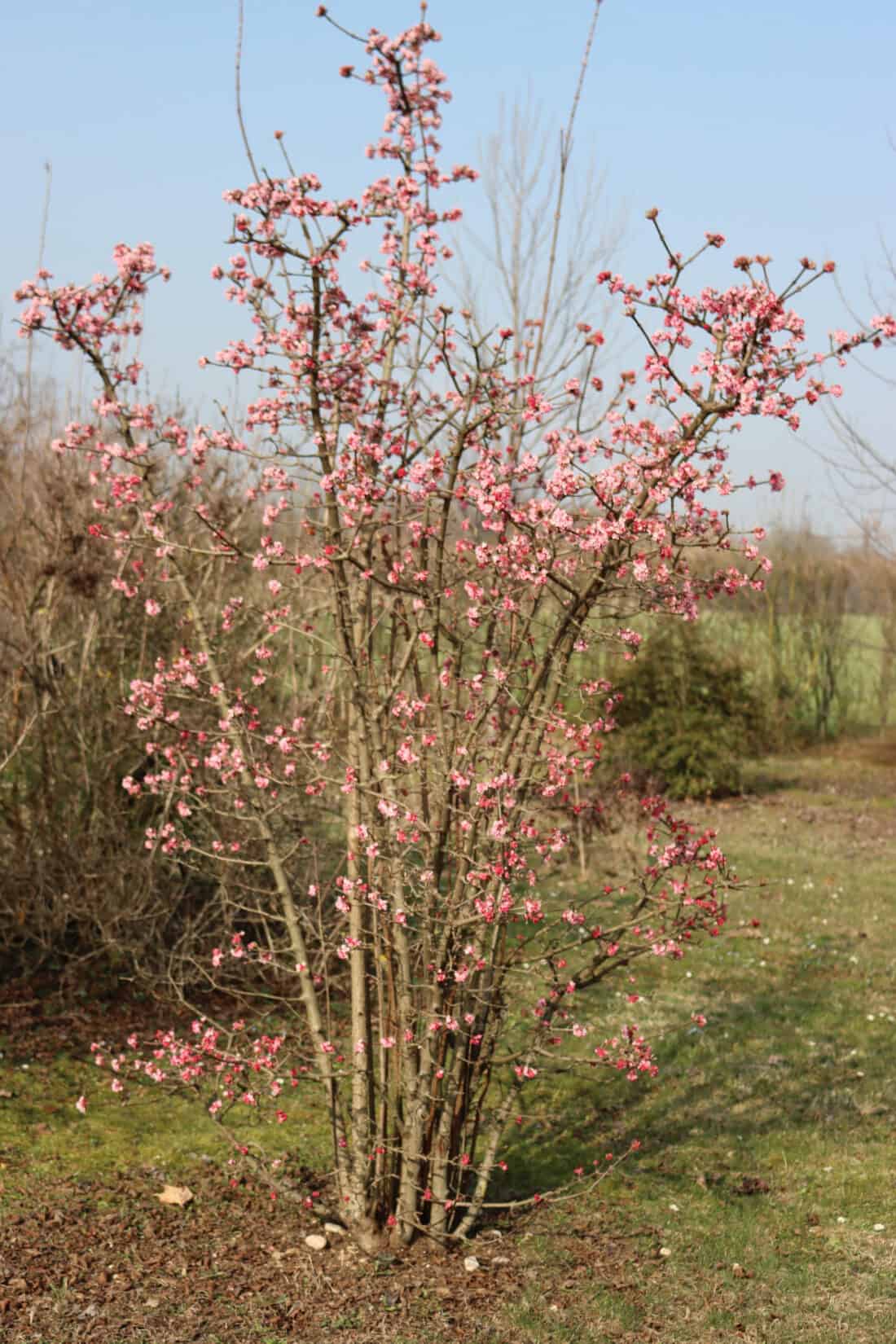 Viburnum bodnantense has a beautiful vase shape that is easy to maintain with very little pruning.