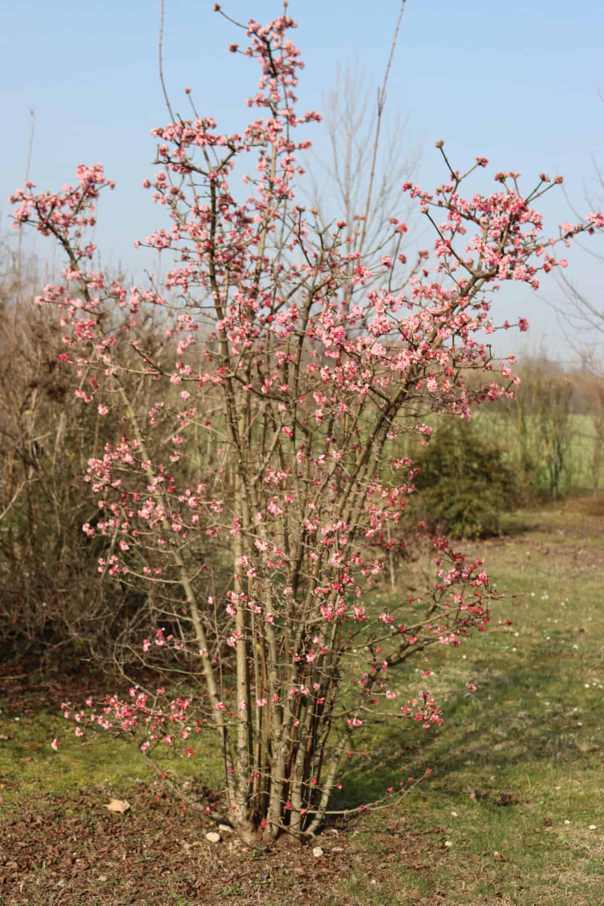 5 Ways to Plant the Perfectly Pink Viburnum Bodnantense Dawn | PITH ...