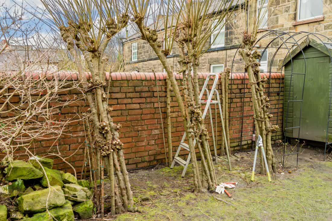 winter pruning of a living willow arch