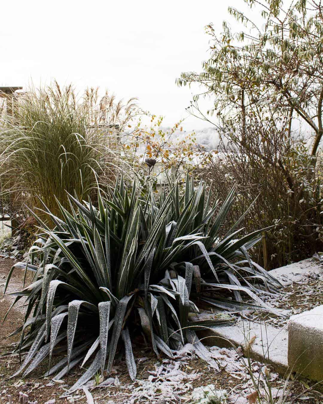 Yucca Fillamentosa, Miscanthus sinensis 'Malepartus', and Hippophae rhamnoides  in the winter garden 