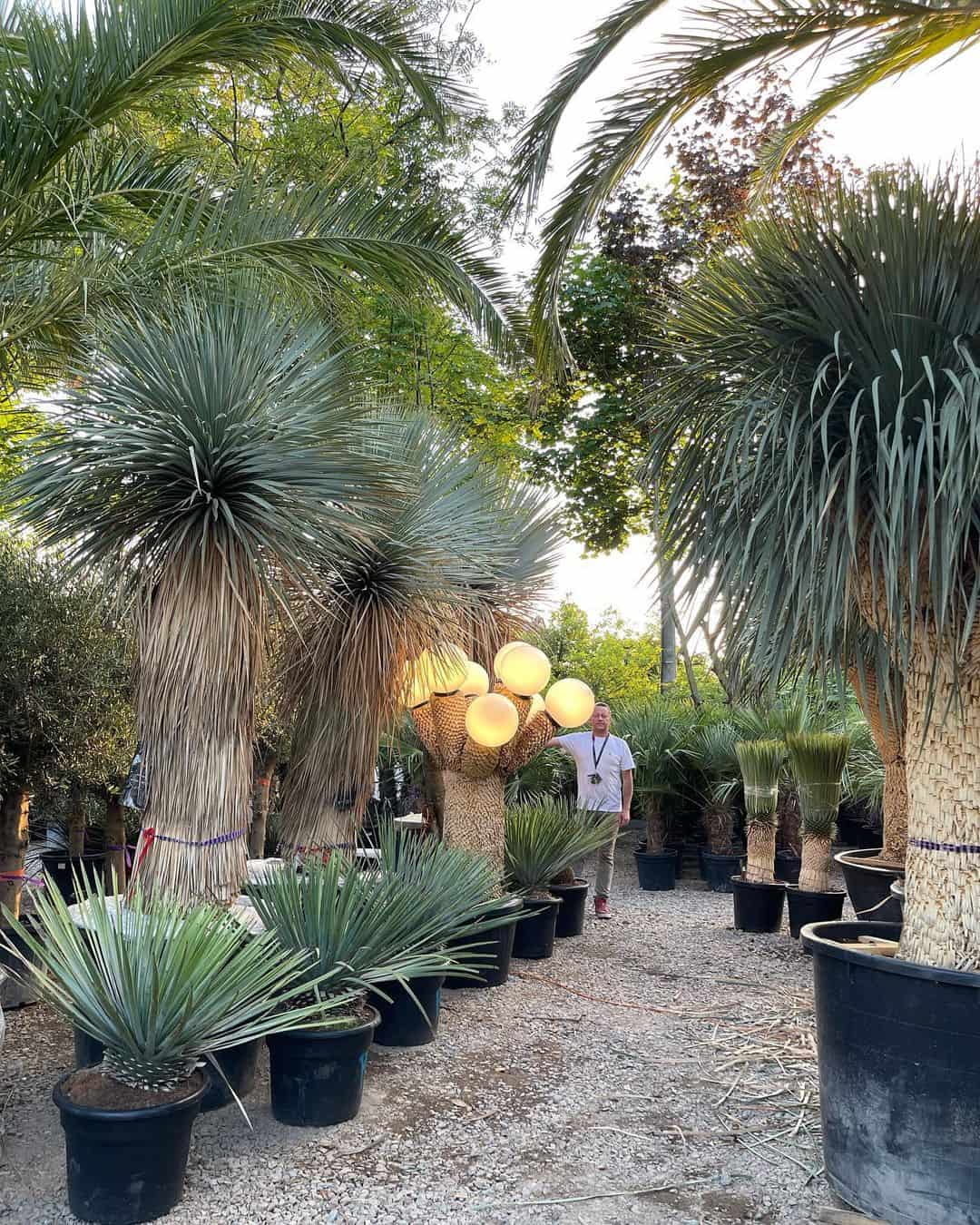 This is Yucca Rostrata.  (Not Yucca filamentosa - which will not get this big).  The yucca trunk re-purposed into a multi light by palmiarnia_krakow. 