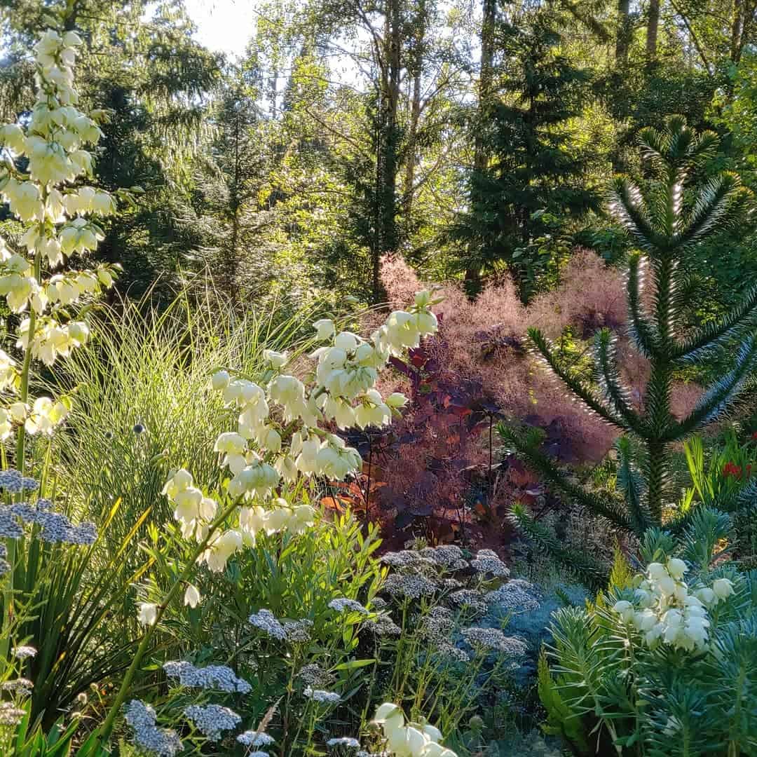 A mixed bed of Monkey puzzle, Yucca filamentosa, achillea, and Cotinus.  by greenbeinggardens