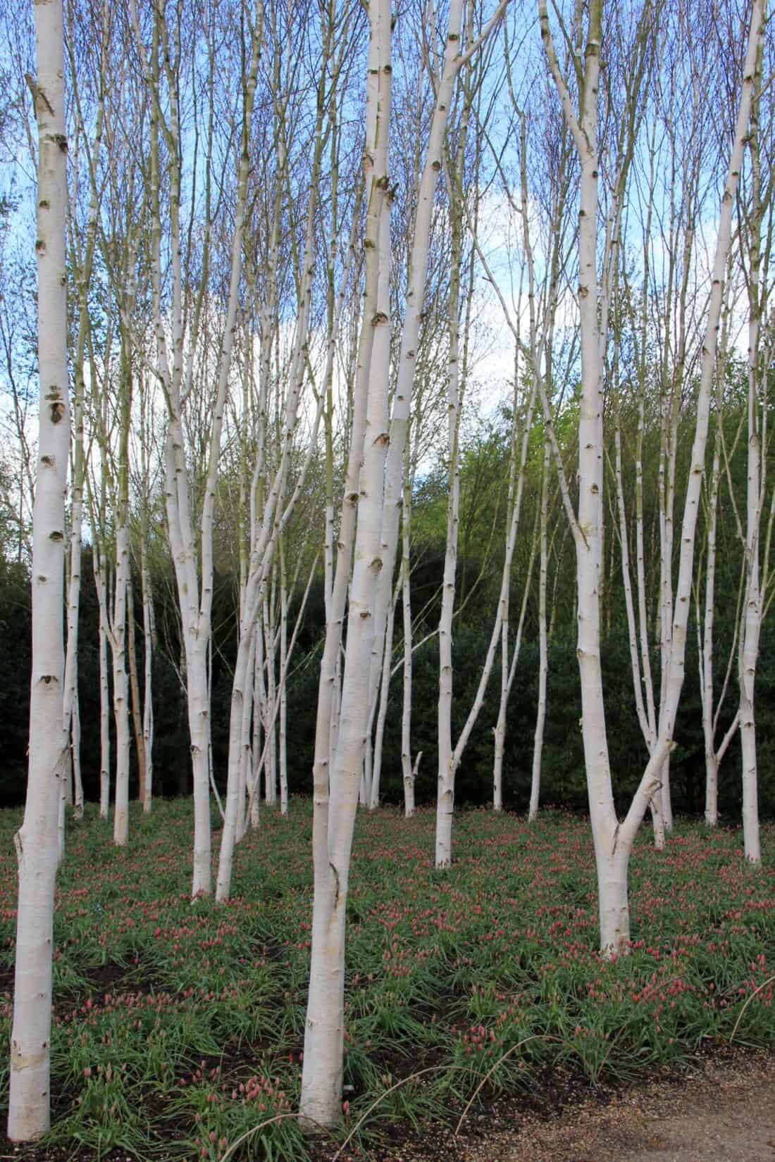 Himalayan Birch Meadow at Anglesey Abbey