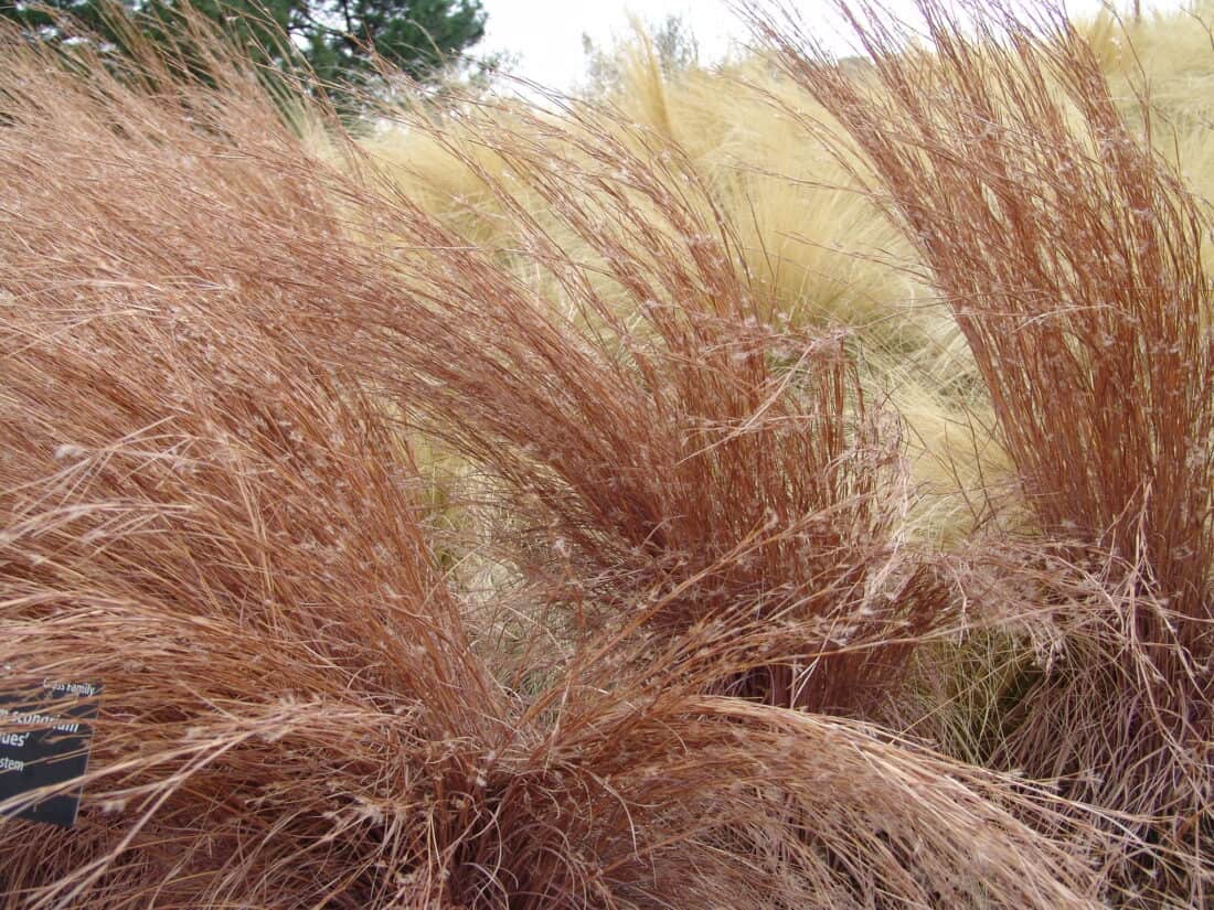 little bluestem grass in the fall with reddish color