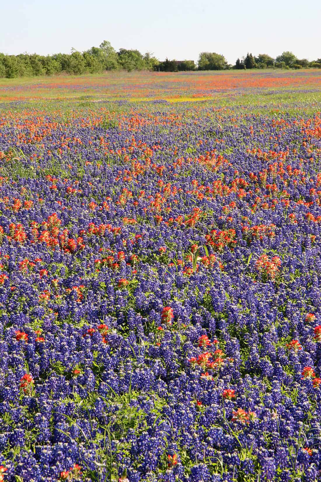  field in Texas full of blue bells and other native wildflowers