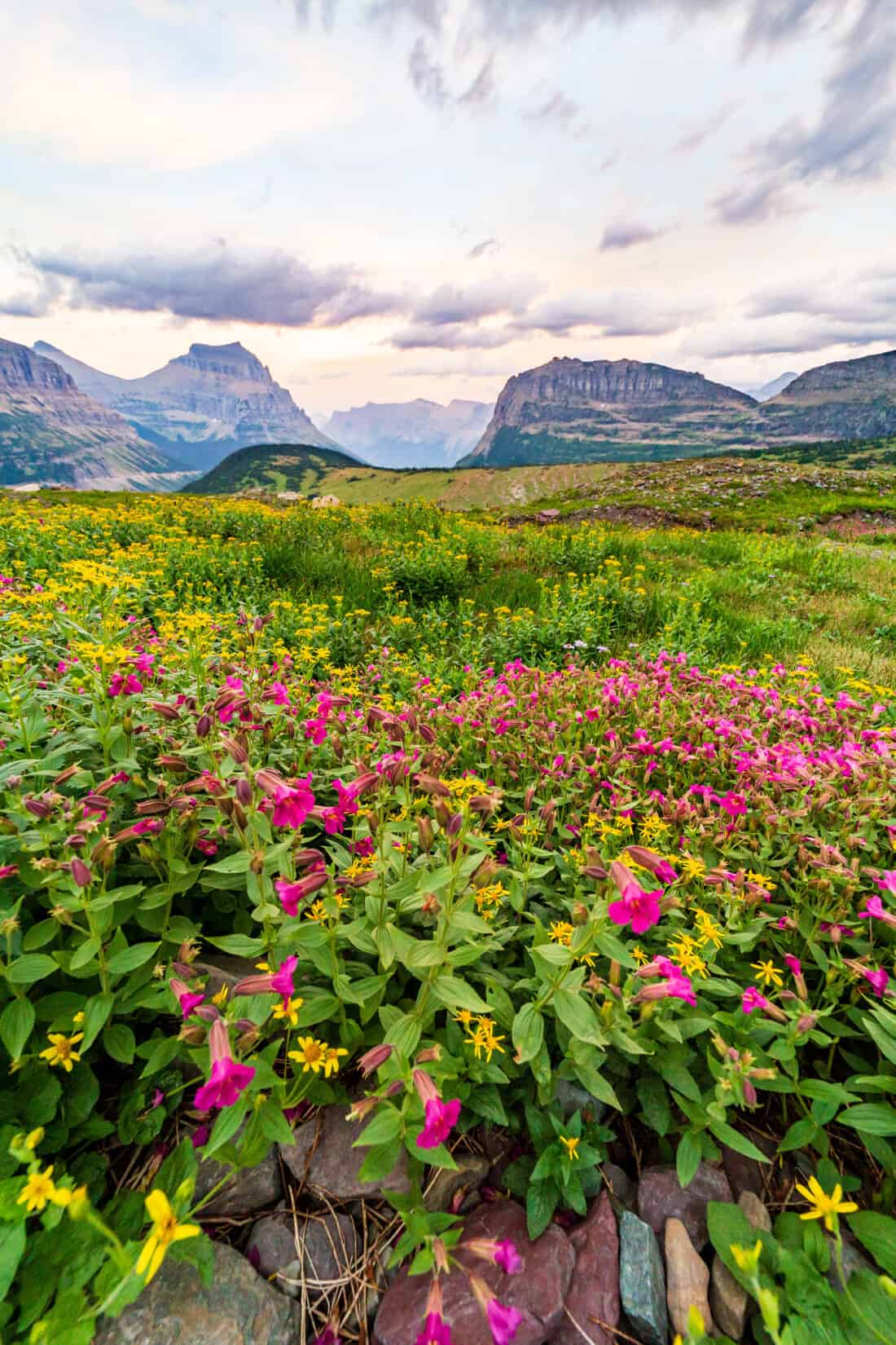 Logan Pass Wildflowers in Glacier National Park