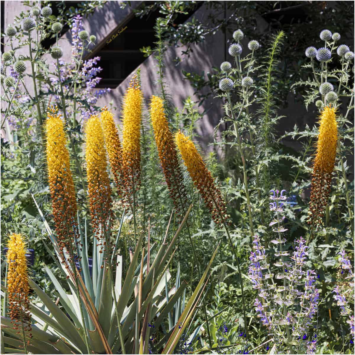 eremurus - foxtail lily with purple plants in a dry garden. Lavender wall