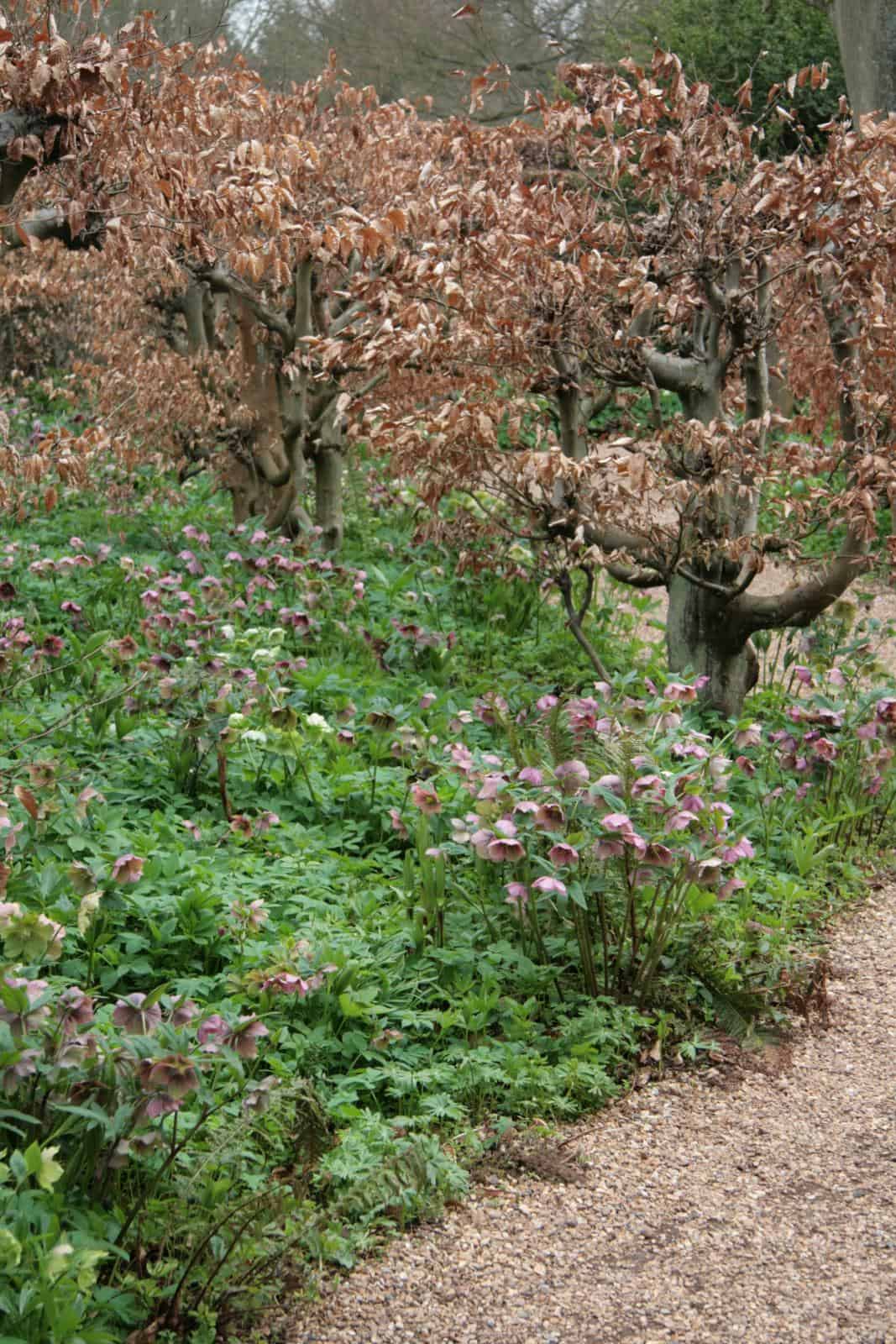A Meadow with Hellebores at Anglesey Abbey