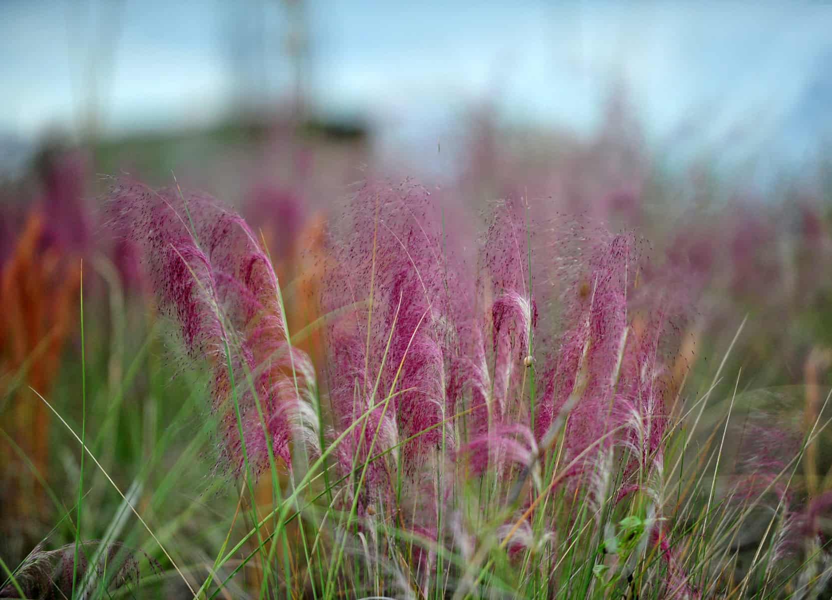 pink muhly grass - muhlenbergia capillaris