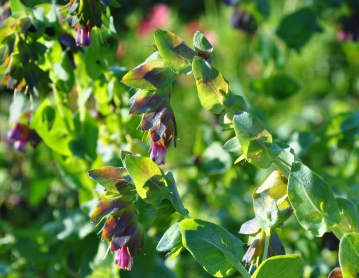 Honeywort is also commonly known as the Purple Shrimp Plant with blue wax flowers