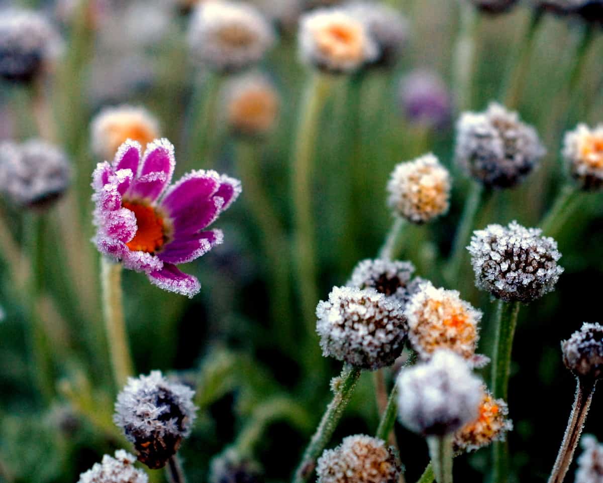 frosted flowers in the garden