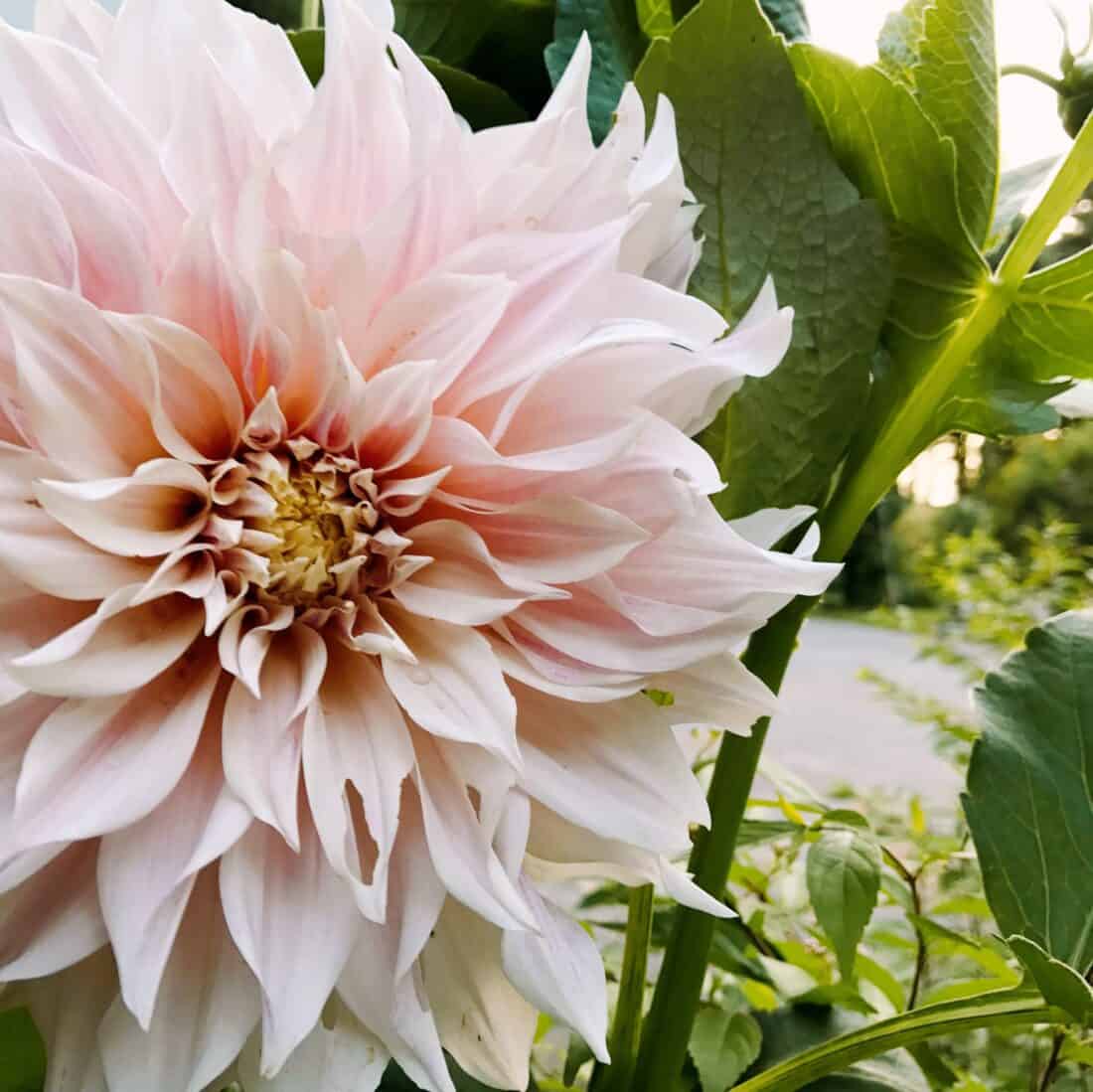 cafe au lait dinner plate dahlia in a garden by rochelle greayer