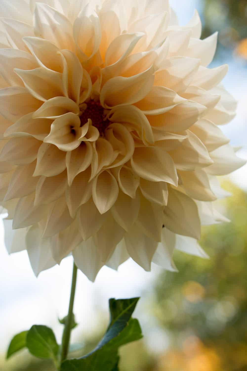 cafe au lait dinner plate dahlia by rochelle greayer