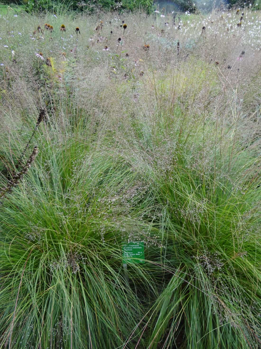 grass - Sporobolus heterolepsis 'Weinheim' 