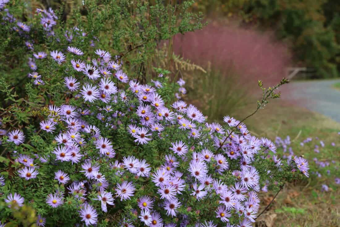 native plants for a New England Garden - Asters and pink muhly grass