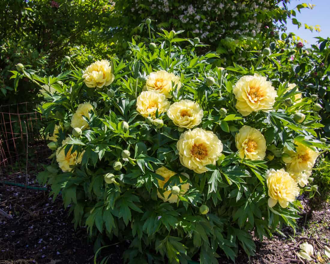 The Bartzella peony series keeps a very round and tidy habit (without pruning) and they are covered in beautiful blooms. Image by   F. D. Richards