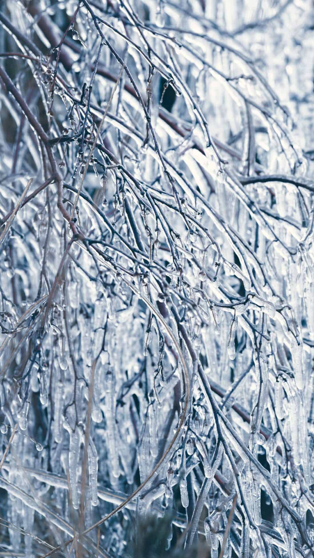 ice on tree branches 